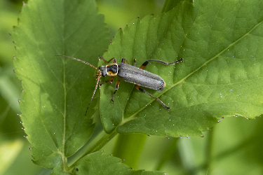 Cantharis obscura