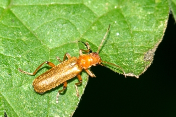 Cantharis spec.