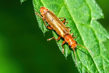 Cantharis spec.