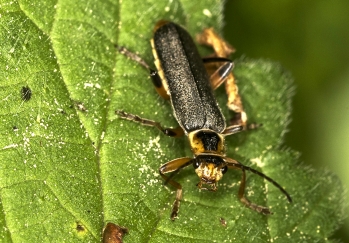 Canttharis nigricans_2