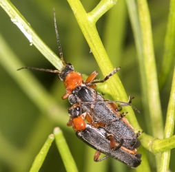 Canttharis pellucida