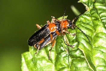 Canttharis pellucida