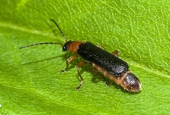 Canttharis pellucida