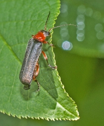 Canttharis pellucida