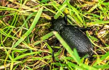 Carabus coriaceus