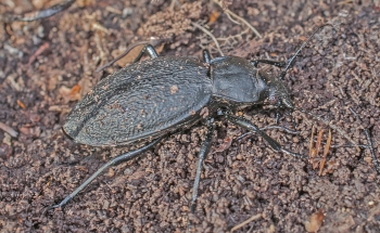 Carabus coriaceus