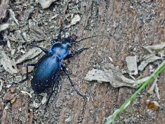 Carabus coriaceus