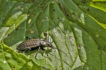 Carabus hortensis