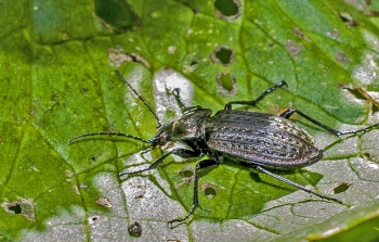 Carabus hortensis