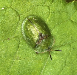 Casida rubriginosa