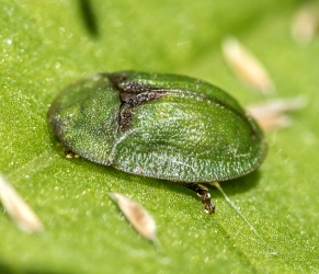 Casida rubriginosa