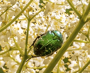 Cetonia aurata