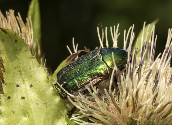 Cetonia aurata