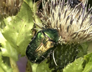 Cetonia aurata