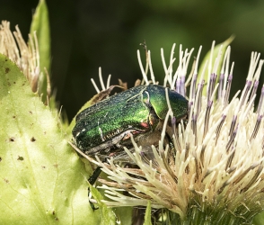 Cetonia aurata