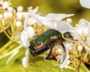 Cetonia aurata