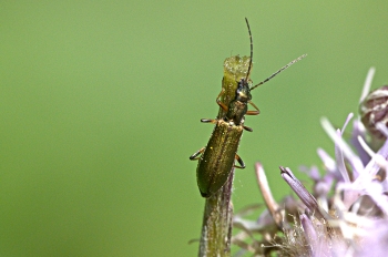 Chrysanthia nigricornis