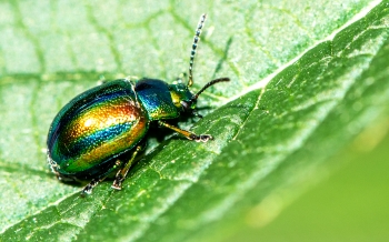 Chrysolina fastuosa