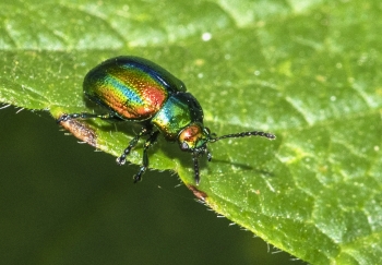 Chrysolina fastuosa