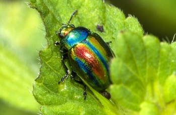 Chrysolina fastuosa