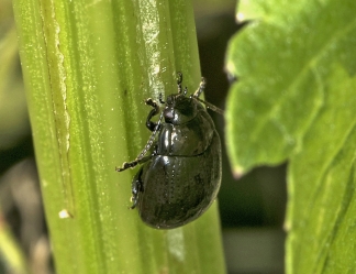 Chrysolina germinata