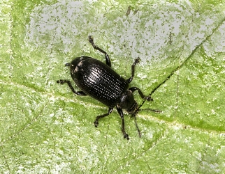 Chrysolina oricalcia