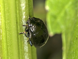 Chrysolina oricalcia