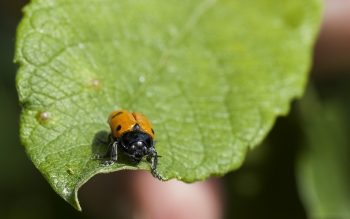 Clytra quadripunctata