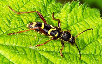 Clytus arietis