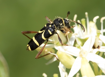 Clytus arietis