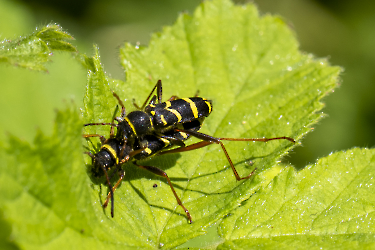 Clytus arietis