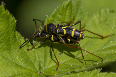 Clytus arietis