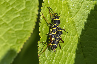 Clytus arietis