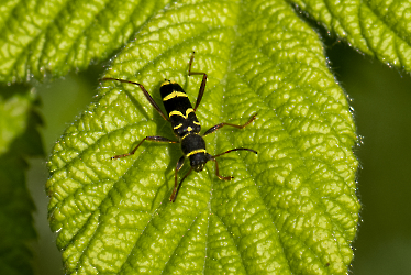 Clytus arietis