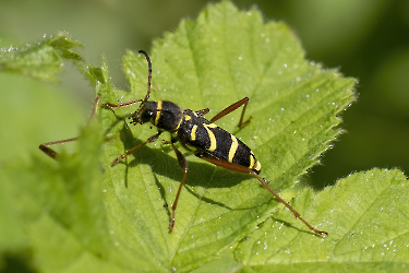 Clytus arietis