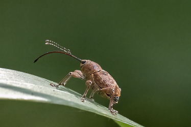 Curculio glandium