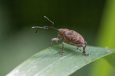 Curculio glandium