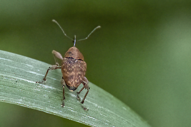 Curculio glandium