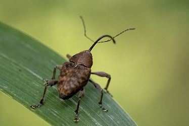 Curculio glandium