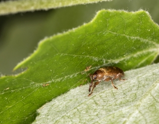 Curculio venosus