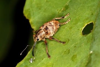 Curculio venosus