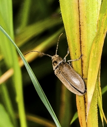 Dascillus cervinus