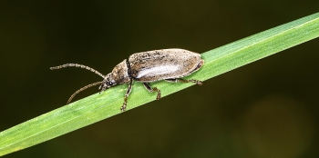 Dascillus cervinus