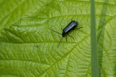 Dasytes caeruleus