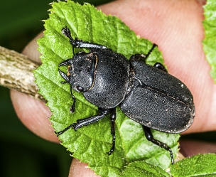 Dorcus parallelipipedus