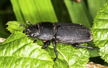 Dorcus parallelipipedus