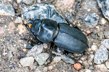 Dorcus parallelipipedus