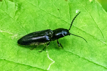 Ectinus aterrimus