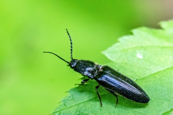 Ectinus aterrimus