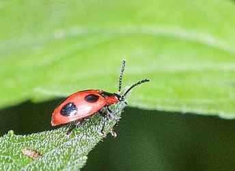 Endomychus cocconeus